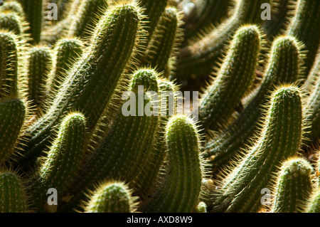 Horizontal abstract close up of the natural tubular forms made by cactus [Echinocactus Blankii]. Stock Photo