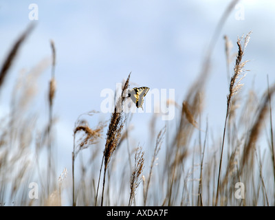 SWALLOW TAIL BUTTERFLY ON REEDS NORFOLK WILDLIFE TRUST HICKLING BROAD NATURE RESERVE NORFOLK EAST ANGLIA ENGLAND UK Stock Photo