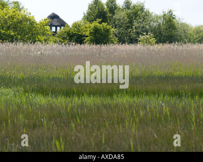 NORFOLK WILDLIFE TRUST HICKLING BROAD REED BEDS NATURE RESERVE NORFOLK EAST ANGLIA ENGLAND UK Stock Photo