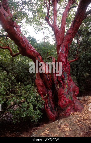 Israel, An Eastern-Cyprus/Grecian strawberry tree (Arbutus andrachne) shining in the rain. Stock Photo