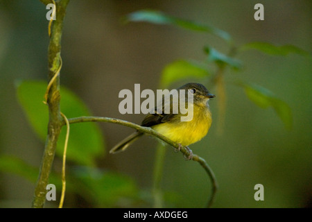 Tawny-chested Flycatcher Aphanotriccus capitalis Stock Photo