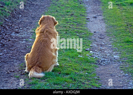 Golden retriever waiting for the owner. Stock Photo