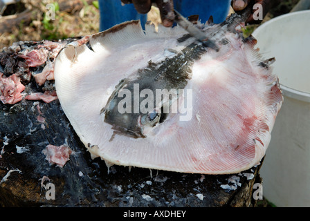 Ray Fish Cooked fisherman cutting ray fish for stew (court bouillon) cooked on open ...