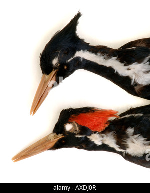 Extinct bird, Campephilus principalis, Ivory billed Woodpecker, YPM 8528, 4633, Yale Peabody Museum collection Stock Photo