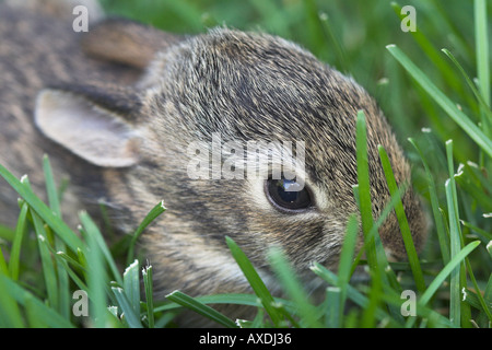 Baby Bunny in the Grass (4): A new born rabbit surrounded by blades of green grass Stock Photo