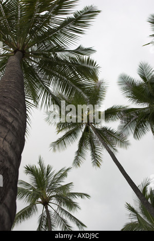 Tall Palms: A quiet palm grove against a misty white and grey sky Place of Refuge Pu uhonua O Honaunau Big Island Hawaii USA Stock Photo