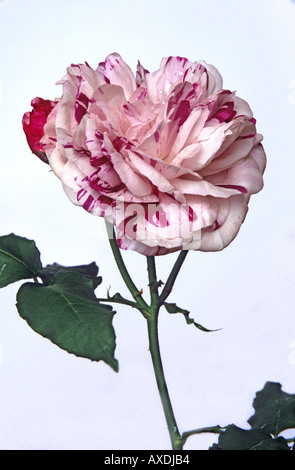 Roses in shades of red white and pink Stock Photo