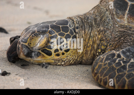 Napping Turtle/Resting Comfortably Stock Photo