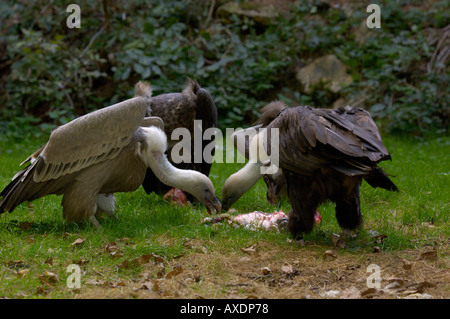 Griffon Vulture Gyps fulvus Feeding on carcass Stock Photo