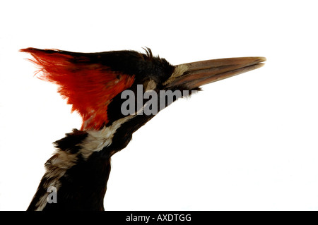 Extinct bird, Campephilus imperialis, Imperial Woodpecker, YPM 58534, Yale Peabody Museum collection Stock Photo