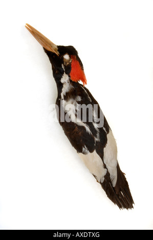 Extinct bird Campephilus principalis Ivory billed Woodpecker male YPM 8528 Yale Peabody Museum collection Stock Photo