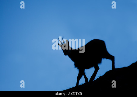 Silloutte of a chamois in the Swis Alps Stock Photo