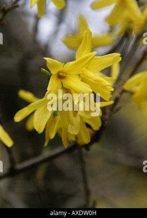 Common Forsythia, Forsythia intermedia Oleaceae, Early Spring Garden Shrub Stock Photo