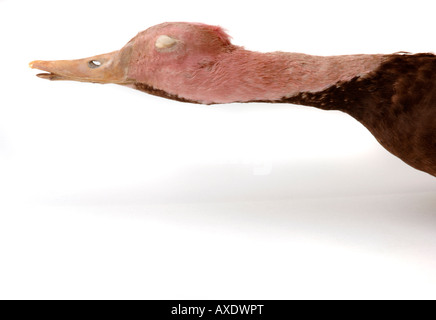 Extinct bird, Rhodonessa caryophyllacea, Pink headed Duck, YPM 42022, Yale Peabody Museum collection Stock Photo