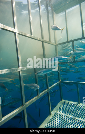 Scad swimming through a shark cage, Guadalupe Island, Mexico Stock Photo