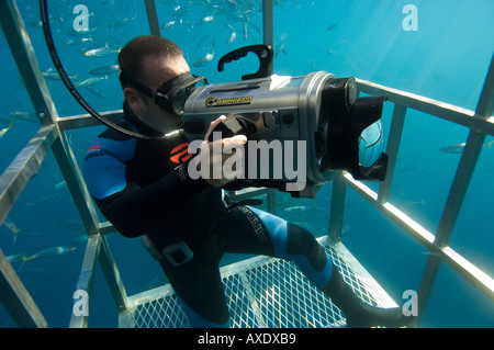Underwater cameraman filming from a shark cage, Guadalupe Island Mexico Stock Photo