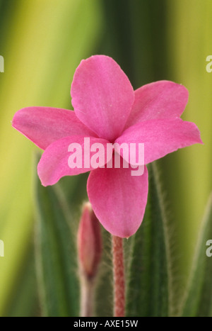 Rhodohypoxis 'Stella' Stock Photo