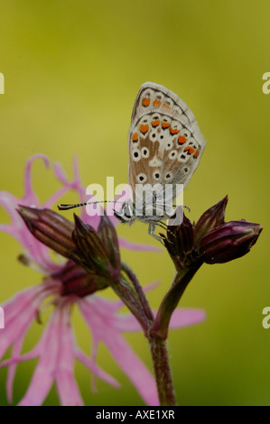 Brown Argus Butterfly Aricia agestis at rest on Ragged Robin flower in early morning Herts May 2007 Stock Photo