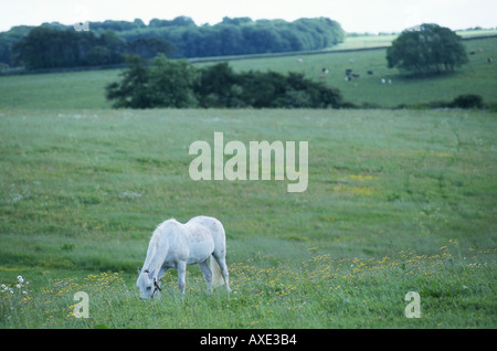 UK WHITE PONY HORSE GRAZING IN FIELD COUNTRYSIDE ANIMAL FARM HANDSOME BEAUTY Stock Photo