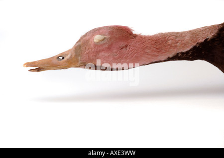 Extinct bird, Rhodonessa caryophyllacea, Pink headed Duck. YPM 42022. Yale Peabody Museum collection Stock Photo