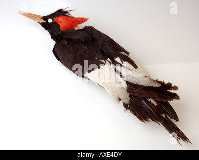 Extinct bird, Campephilus imperialis, Imperial Woodpecker, YPM 58534, Yale Peabody Museum collection Stock Photo