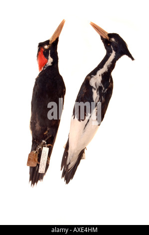 Extinct bird, Campephilus principalis, Ivory billed Woodpecker, YPM 8528 male at left, 4633 Yale Peabody Museum collection Stock Photo