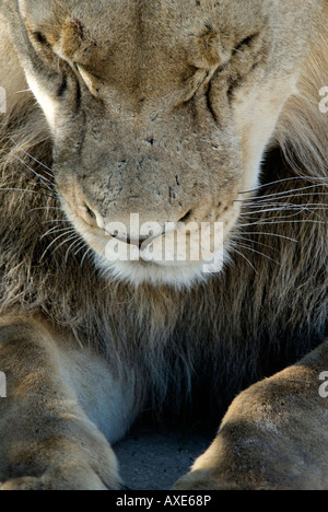 A close up portrait of a young male lion in the Kalahari looking down at the ground Stock Photo