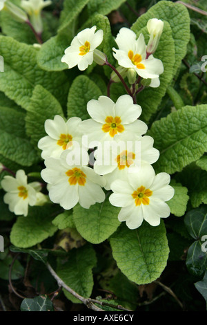Common Primrose Primula Vulgaris British Wild Flower Stock Photo