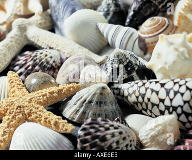 seashells Stock Photo