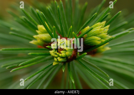 Close up of Norway Spruce Picea abies sappling Devon November 2007 Stock Photo