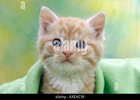 Domestic cat. Kitten lying under a green blanket Stock Photo