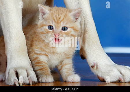 kitten between dog's paws Stock Photo