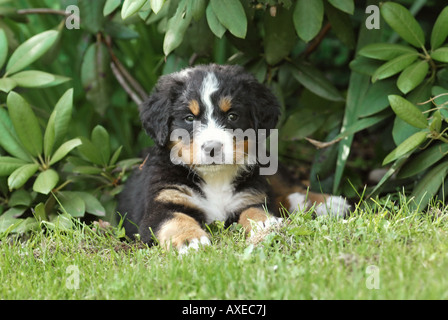 Bernese Mountain dog - puppy lying on meadow Stock Photo