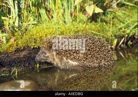 West European hedgehog in water / Erinaceus europaeus Stock Photo