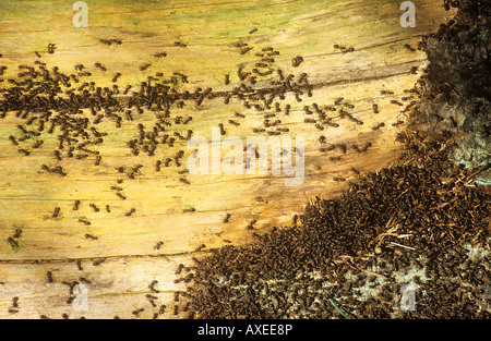 southern wood ants on wood / Formica rufa Stock Photo