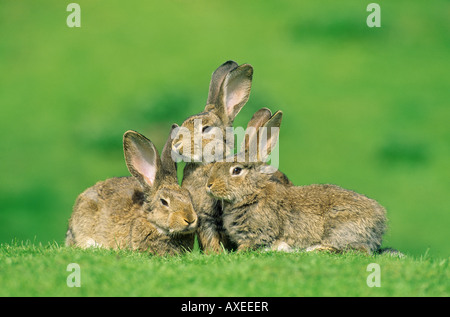 European Rabbit (Oryctolagus cuniculus). Three individuals on a meadow Stock Photo