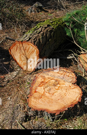 a pine tree that has recently been felled Stock Photo