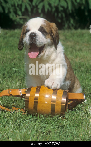 St. Bernard Dog. Puppy with a small rum barrel on a meadow Stock Photo