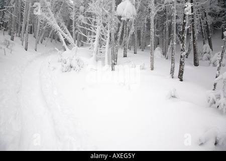 Snow covered forest along the Willey Range Trail in the White Mountains ...