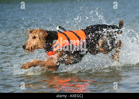 Airedale Terrier with life jacket - running in water Stock Photo