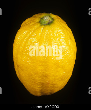 Whole citron Citrus medica fruit Stock Photo