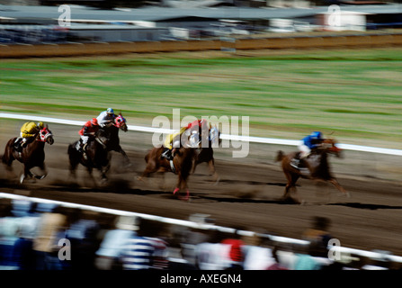 Leading horse pulls away during the final leg of the race. Stock Photo