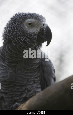 African Grey Parrot Stock Photo