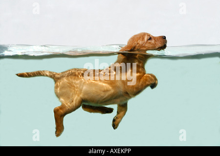 Labrador Retriever. Puppy swimming in an aquarium Stock Photo