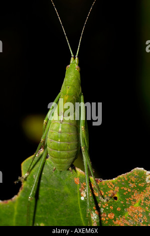 INSECT, ORTHOPTERA. Long-horned grasshopper with wing buds. Probably an adult. Photographed at night in Agumbe, Karnataka, INDIA Stock Photo