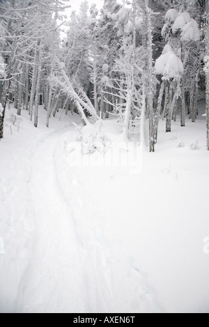 Snow covered forest along the Willey Range Trail in the White Mountains ...