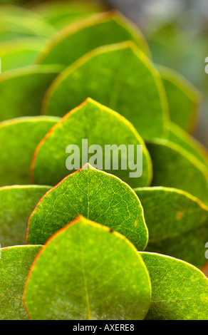 Gum leaves, Australia Stock Photo