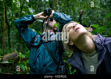 Africa Uganda Kibale Forest Reserve Tourists looking up at Chimpanzee Pan troglodytes sitting on tree branch Stock Photo