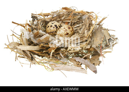 Two quail eggs in nest isolated on white Stock Photo