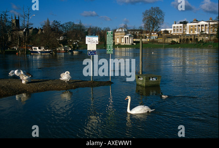 View with Swan across the River Thames, to Garrick's House & Temple on the Middlesex Bank, from West Molesey, Surrey,England, UK Stock Photo